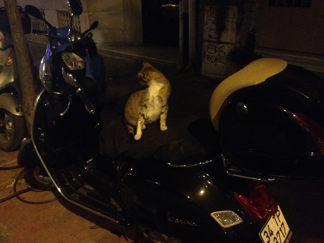 laia_istanbul_cat